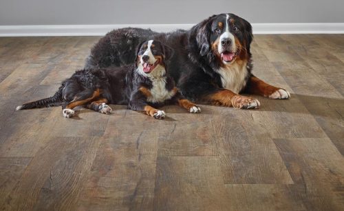 Best Pet-Friendly Flooring for DFW Families: 2026 Buyer's Guide